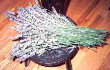 Lavandin flower stalks (cut and ready to distill))