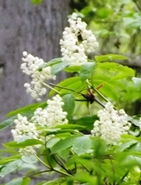 Elder Flower Hydrosol