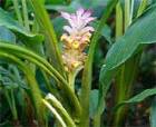 ZEDOARY ROOT ESSENTIAL OIL