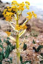 GALBANUM CO2
