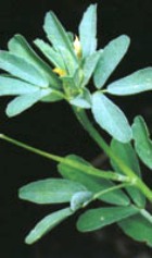 FENUGREEK CO2