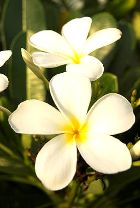 FRANGIPANI ABSOLUTE