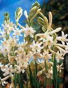 TUBEROSE ABSOLUTE DILUTION IN PA