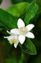 NEROLI ABSOLUTE