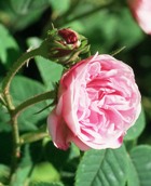 ROSE DE MAI ABSOLUTE