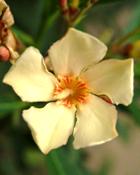 OLEANDER ABSOLUTE