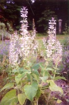 CLARY SAGE ABSOLUTE