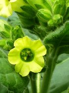 TOBACCO ABSOLUTE