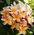 FRANGIPANI ABSOLUTE