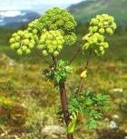ANGELICA ROOT ABSOLUTE