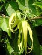 YLANG YLANG ABSOLUTE