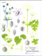Botany for Aromatherapists by Keith Shawe