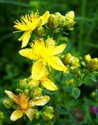 St Johns Wort Infused in Abyssinian Oil