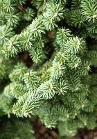 FIR BALSAM ESSENTIAL OIL