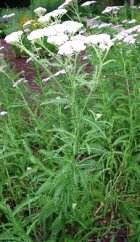 YARROW ESSENTIAL OIL