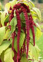 Amaranth Seed CO2