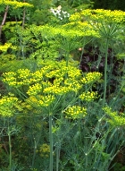 DILL HERB ESSENTIAL OIL