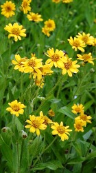 Arnica Chamissonis Infused Oil