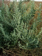 SAGE, BLUE ESSENTIAL OIL