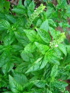 BASIL CT LINALOL ESSENTIAL OIL