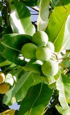 Calophyllum Oil