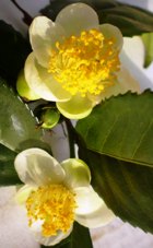 Camellia Oil