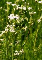 CARAWAY ESSENTIAL OIL