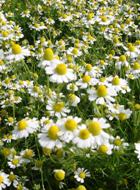 CHAMOMILE GERMAN ESSENTIAL OIL