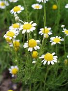 CHAMOMILE ROMAN ESSENTIAL OIL