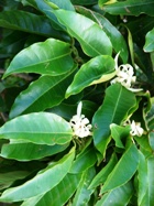 CHAMPACA LEAF, WHITE ESSENTIAL OIL