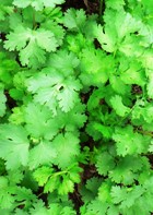 CILANTRO LEAF ESSENTIAL OIL