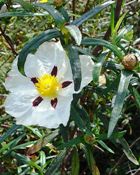 CISTUS ESSENTIAL OIL