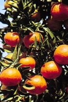 MANDARIN ESSENTIAL OIL