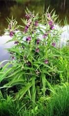 Comfrey Infused Oil