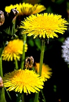 Dandelion Oil, Infused