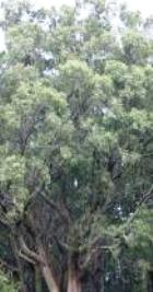 Eucalyptus Radiata Hydrosol