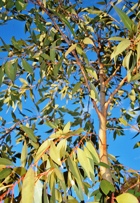 EUCALYPTUS BROADLEAVED ESSENTIAL OIL