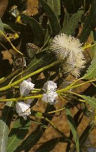 EUCALYPTUS GLOBULUS AUS ESSENTIAL OIL