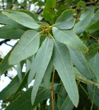 EUCALYPTUS STAIGERIANA ESSENTIAL OIL