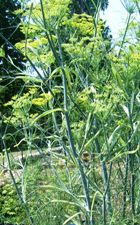 SWEET FENNEL ESSENTIAL OIL