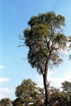 GUAIAC WOOD ESSENTIAL OIL