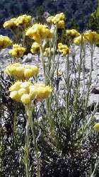 Helichrysum Hydrosol