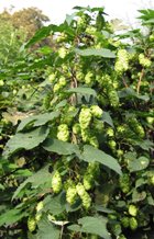 HOPS FLOWER ESSENTIAL OIL