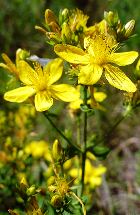 ST. JOHNS WORT ESSENTIAL OIL