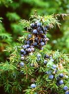 JUNIPER ESSENTIAL OIL