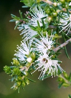 KUNZEA ESSENTIAL OIL