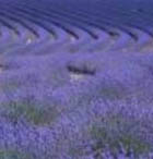 Lavender Tasmanian Hydrosol