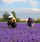 LAVENDER, KASHMIR ESSENTIAL OIL