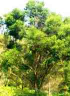 TEA TREE ESSENTIAL OIL