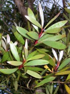 NIAOULI, CINEOLE ESSENTIAL OIL